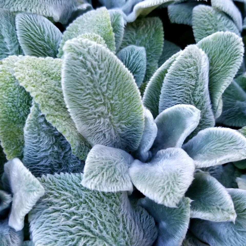 Silver Foliage Lamb's Ears Seeds, Herbal