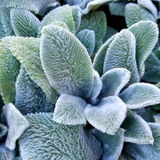 Silver Foliage Lamb's Ears Seeds, Herbal