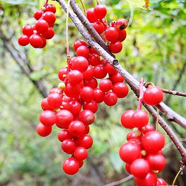 Wu-Wei-Zi Schisandra Seeds, Herbal