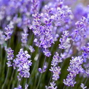 Lavender Rosemary Seeds, Herbal