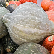 Table King Acorn Squash Seeds