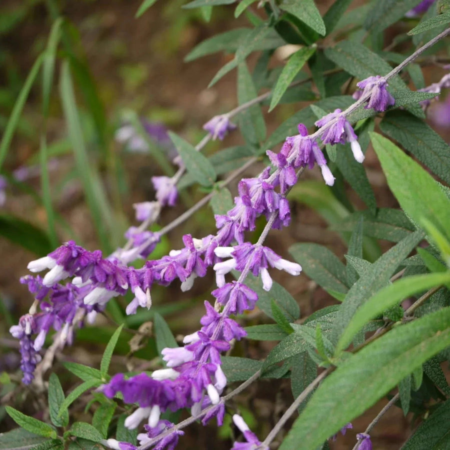 Leucantha Salvia Seeds