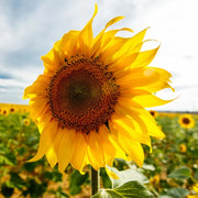 Sunflower Seeds - For Home Gardens Seeds