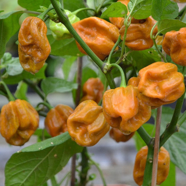 Habanero Mustard Pepper Seeds
