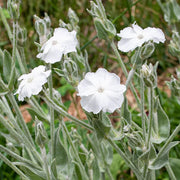 Coronaria Alba Lychnis Seeds