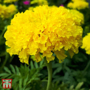 Marigold Seeds - African Seeds, Light Yellow