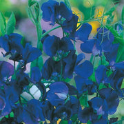Blue Sweet Pea Seeds