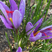Crocus Sativus Saffron Seeds