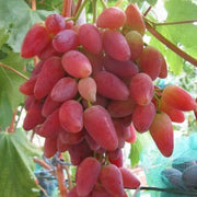 Gold Finger Grape Seeds