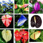 Multicolour anthurium Seeds
