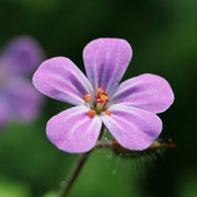 Hardy Wild Geranium Herb Robert Seeds