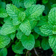 Mint Seeds - For Home Gardens Seeds