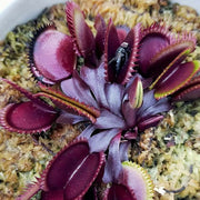 Venus Flytrap Akai Ryu Seeds