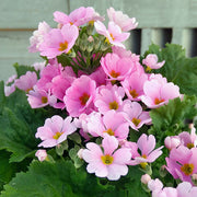 Pink Primula Seeds