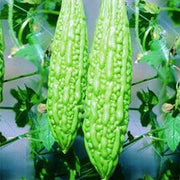 Bitter Melon Balsam Pear Seeds