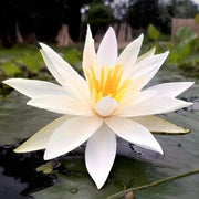 Asiatic White Lotus Seeds