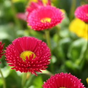 Galaxy Rose Bellis Perennis Seeds
