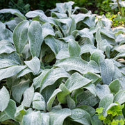 Silver Foliage Lamb's Ears Seeds, Herbal