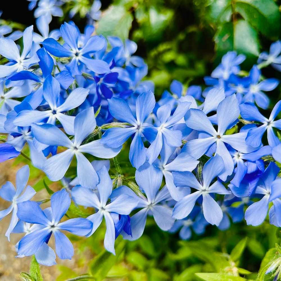Blue Cutting Phlox Seeds