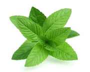 Mint Seeds - For Home Gardens Seeds