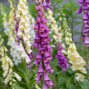 Cottage Foxglove Seeds