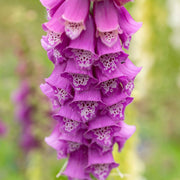 Cottage Foxglove Seeds