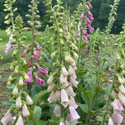 Foxglove Seeds