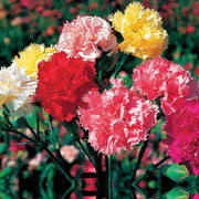 Mixed Colors Carnation Seeds