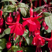 Pink Red Fuchsia Seeds - Flower Plant