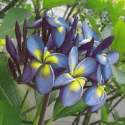 Blue & Yellow Plumeria Seeds Frangipani Seeds