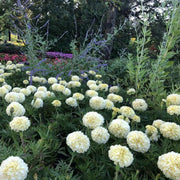 African White Marigold Seeds