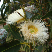 Tasmanian Blue Gum Eucalyptus Globulus Seeds