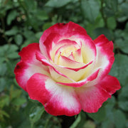 Rosa Seeds - Double Delight Seeds