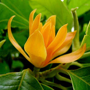 Champaca Magnolia Seeds