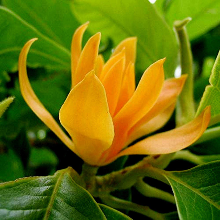 Champaca Magnolia Seeds