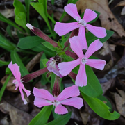 Wild Pink Silene Caroliniana Seeds