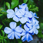 Blue Plumbago Seeds