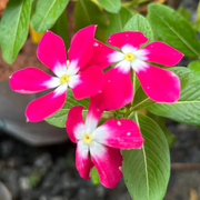 Pink Rosy Periwinkle Seeds