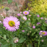 Seaside Coastal Daisy Seeds
