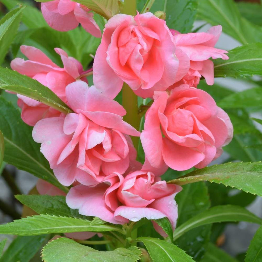 Evergreen Camellia Seeds