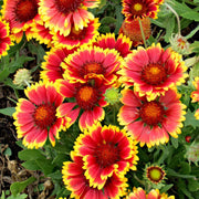 Grandiflora Blanket Gaillardia Seeds