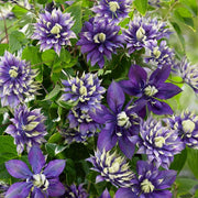 Double Dark Purple Clematis Seeds