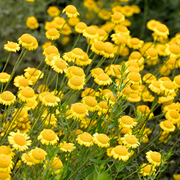 Golden Marguerite Seeds
