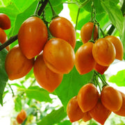 Solanum Betaceum Tree Tomato Seeds