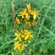 Hairy St. John's Wort Seeds