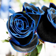 Purple Black Rose Rosa spp. Seeds