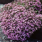 Ground Cover Soapwort Seeds