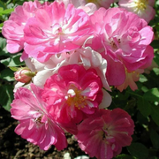Rosa Seeds - Chinensis 'Angel Wings Seeds