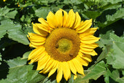 Dwarf Sunspot Sunflower Seeds