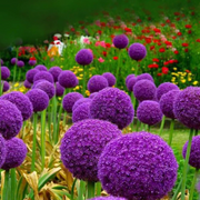Giant Allium Globemaster Seeds